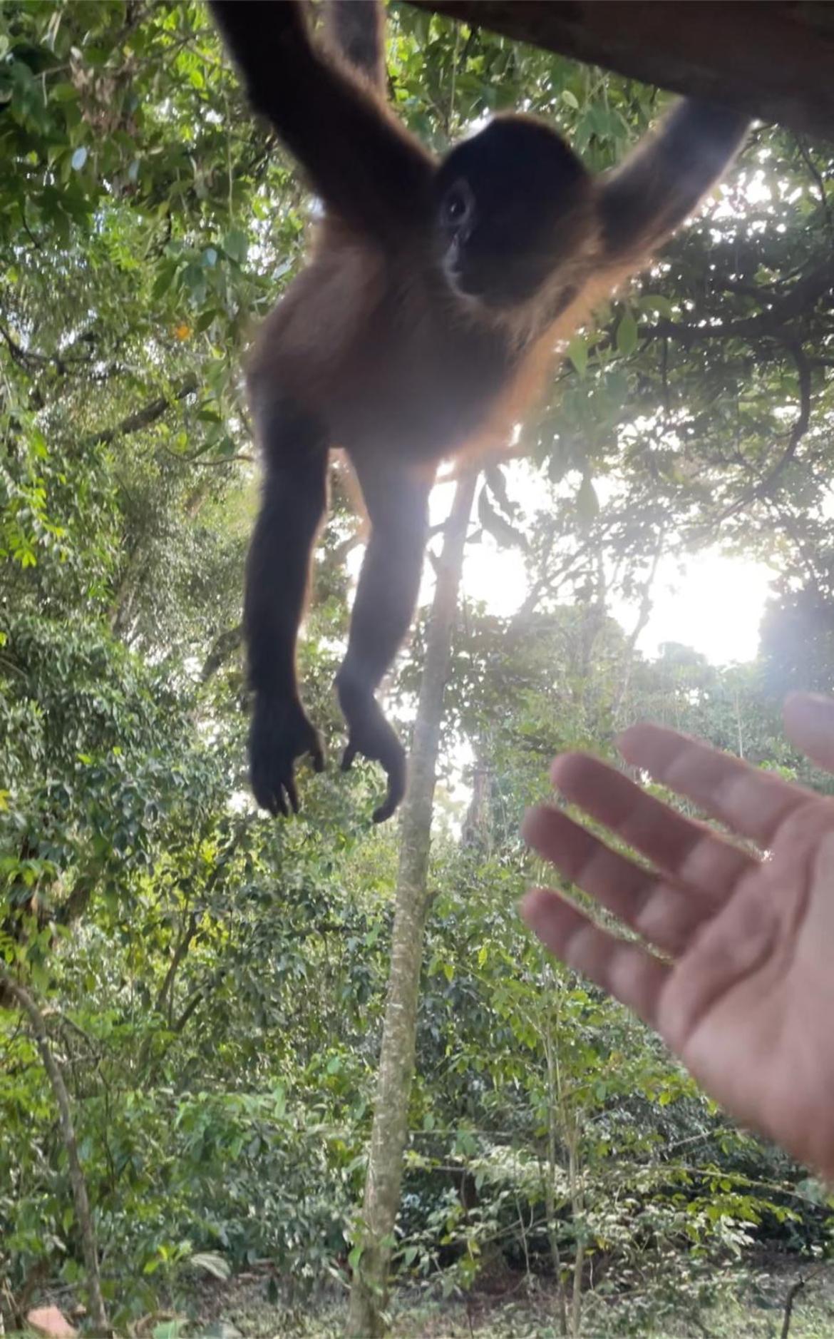 Casa Jaguar Tortuguero Villa Bagian luar foto
