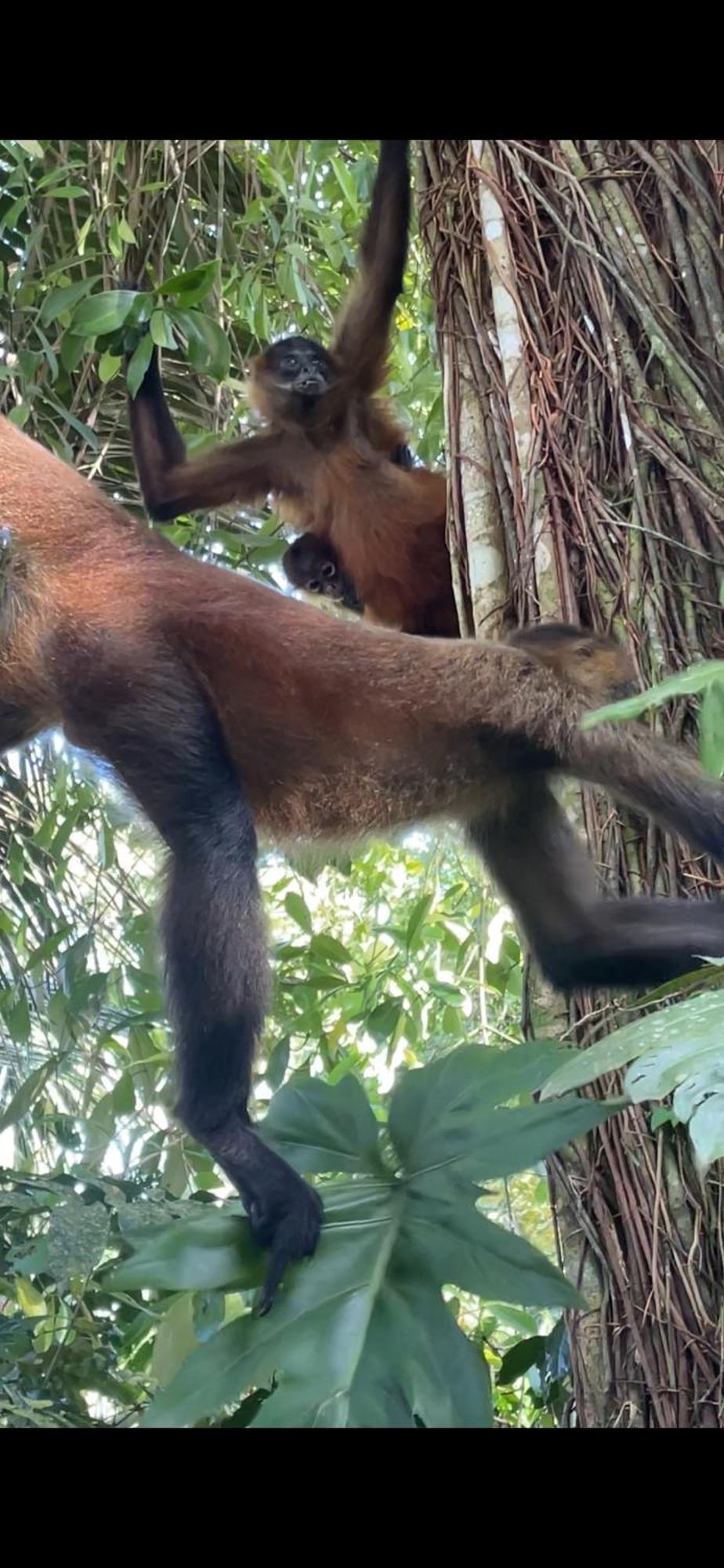 Casa Jaguar Tortuguero Villa Bagian luar foto